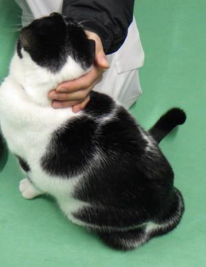 #福島県動物愛護センター相双支所
pref.fukushima.lg.jp/sec/21620a/mai…
pref.fukushima.lg.jp/sec/21620a/jot…
パンダくん（260416_01）
雑/去勢済/推定2歳/大型
人懐こく近づくと遊んで～と鳴く
撫でるとすぐお腹を出してもっともっととスリスリ
抱っこも大好きな(ちょっと重いのですが)大きな甘えん坊
エイズ陰
白血病陰
備考