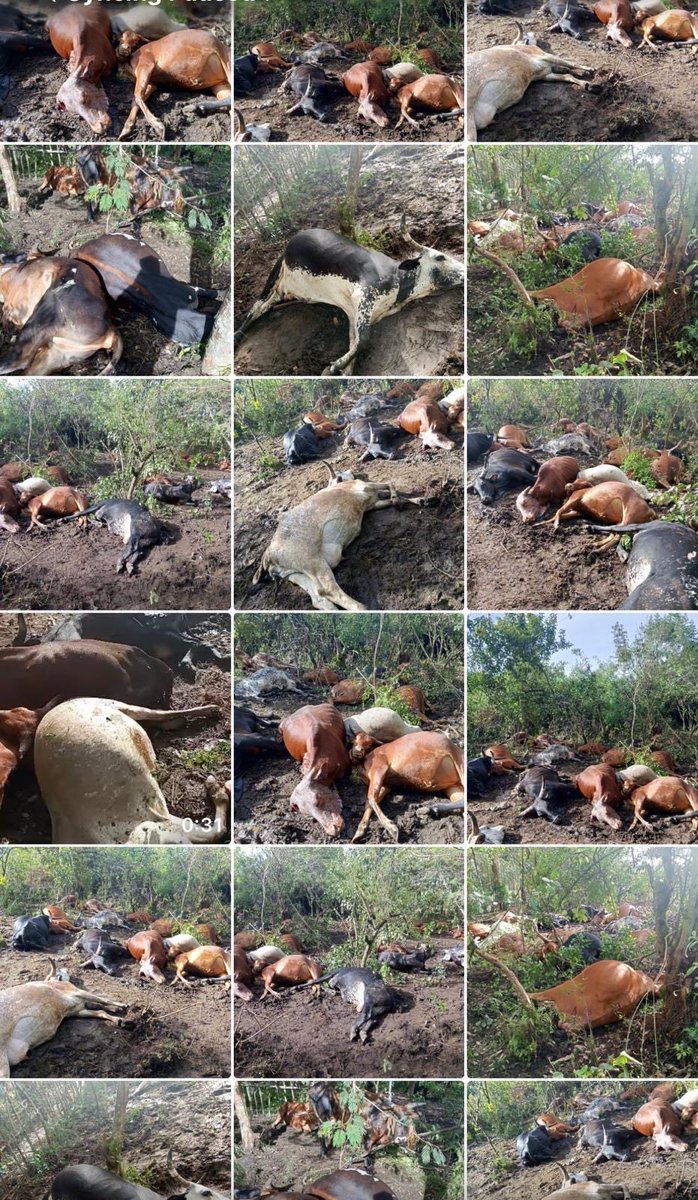 Mtu Leopard tweet media