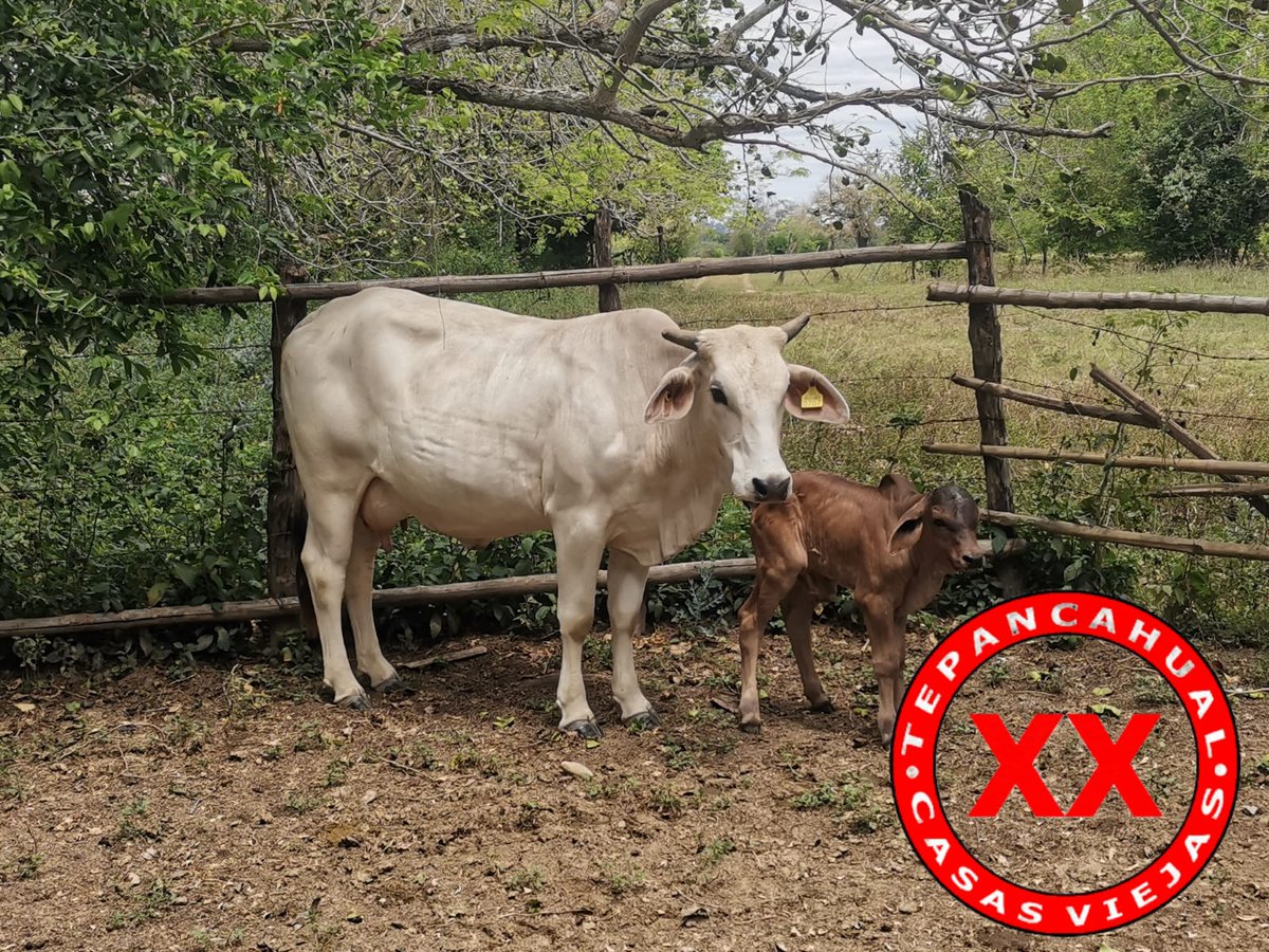 Ranchosybrechas's tweet image. Excelente inicio de semana! En esta temporada de pariciones se les debe de poner un particular interés en la revisión de ombligos en los recién nacidos, ya que el gusano barrenador se encuentra activo en la zona.

.

.

.
#rancho #ranchlife  #Tepancahual #RanchoCasasViejas