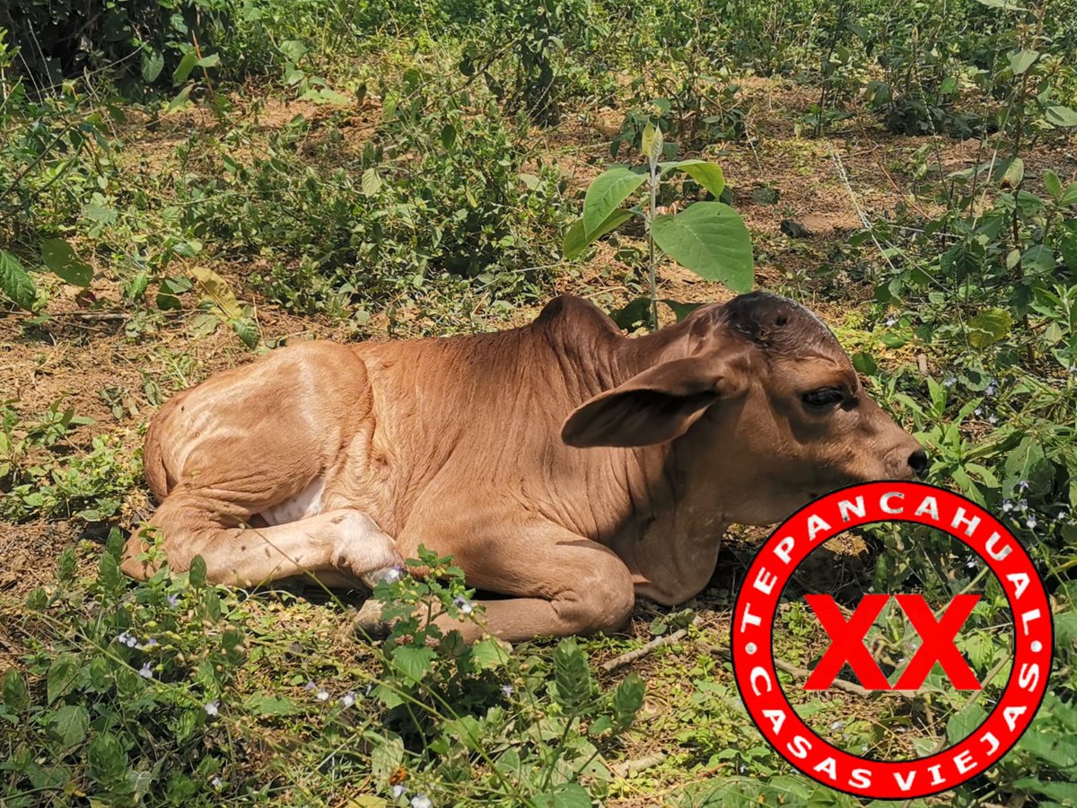 Ranchosybrechas's tweet image. Excelente inicio de semana! En esta temporada de pariciones se les debe de poner un particular interés en la revisión de ombligos en los recién nacidos, ya que el gusano barrenador se encuentra activo en la zona.

.

.

.
#rancho #ranchlife  #Tepancahual #RanchoCasasViejas