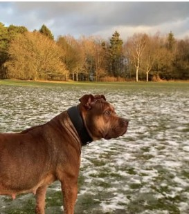 millypod1's tweet image. 🆘19 APR 2026 #Lost Kora #ScanMe
Bulldog Cross Female
Northfield Green area #Birmingham #B31 #Worcestershire #WestMidlands
Possibly seen on the railway tracks in Northfield
doglost.co.uk/dog/202912