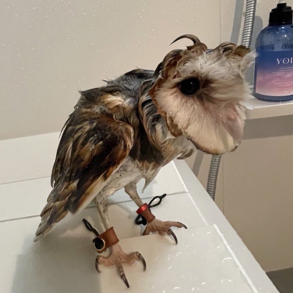Blue 🦉✨ tweet media