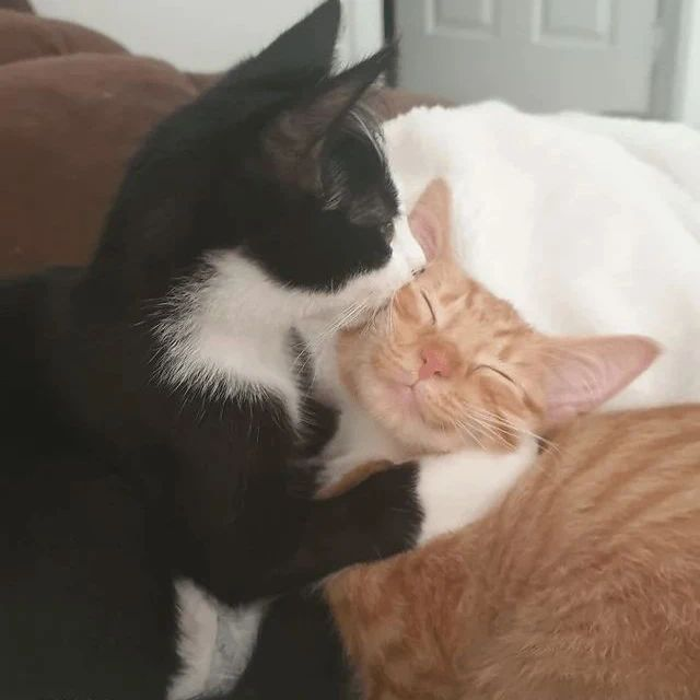 Punch Cat tweet media