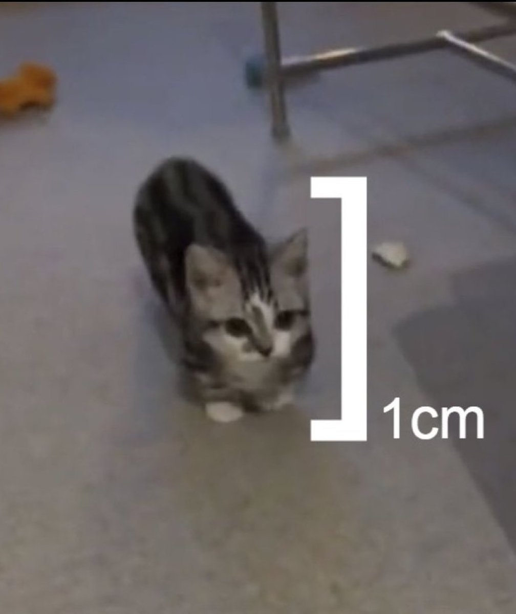 daily cats ♡ tweet media