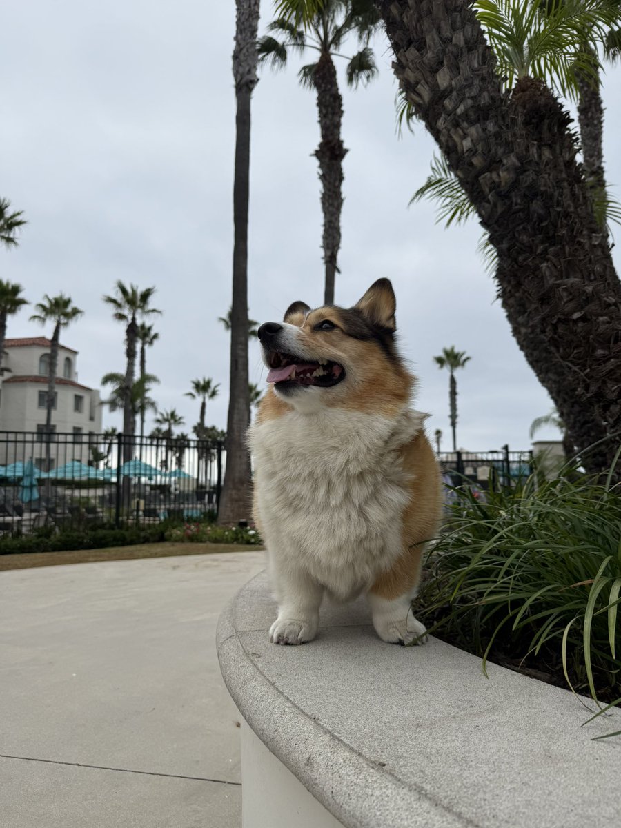 WinstonCorgiDog's tweet image. Happy Monday Corgi Dog Winston-Family!☀️🐶✌🏻 Hope You’re All Well and Having an Awesome Start to the Week Furiends!💕 Peace and Blessings💌❤️ #happy #photos #corgi #monday #dog #family #corgicrew #corgilife #pics