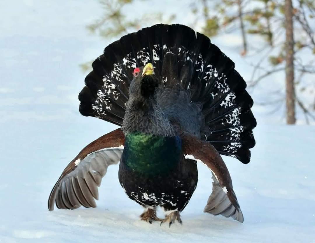 PHatunen's tweet image. Ukkometso hangella 2018 Vaalassa. #birds #spring #Finland
#april