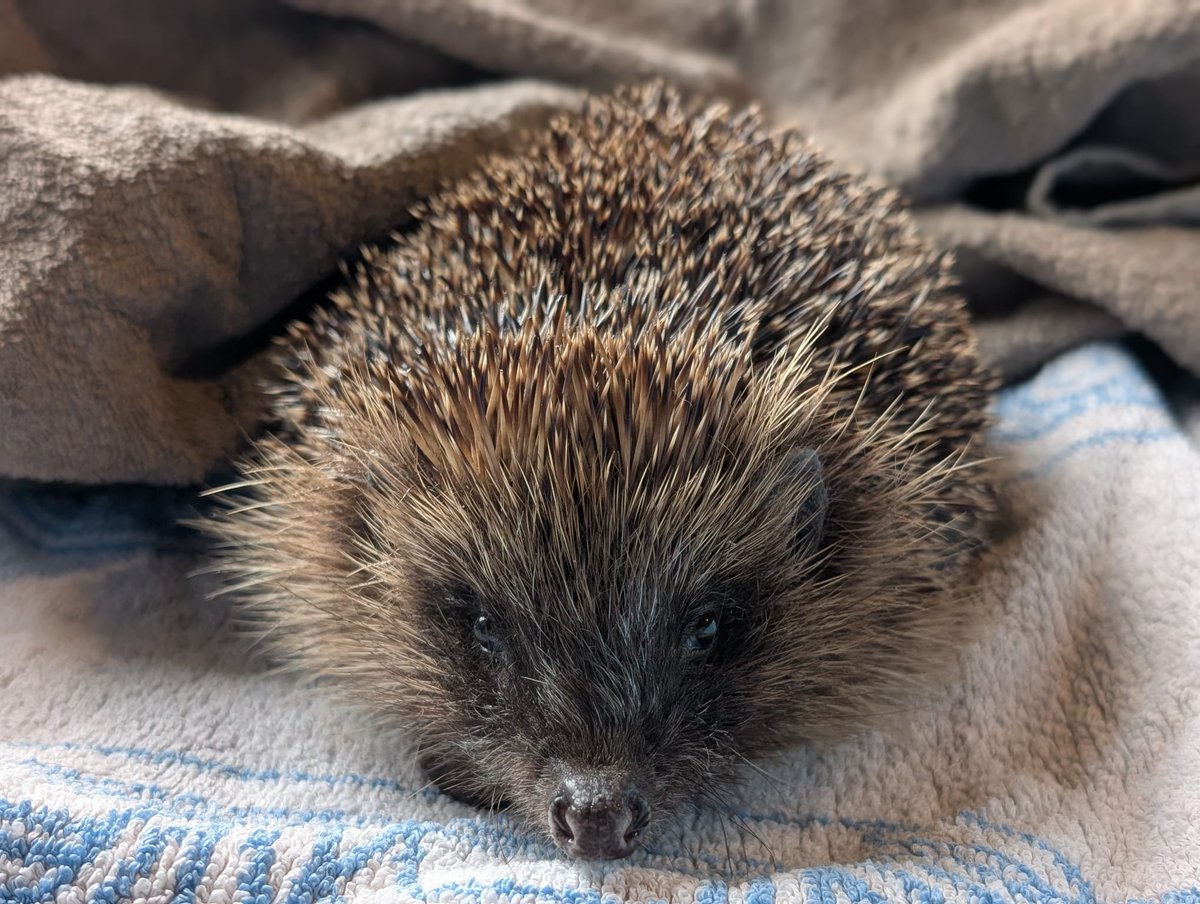 Caerphilly Hedgehog Rescue tweet media