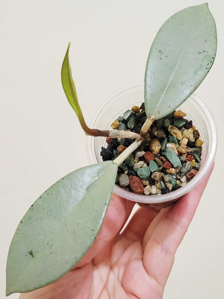 ᴍɪᴍɪᴍᴏ ᴡɪʟᴅʜᴀʀᴛ🐰✿.⋆˚⊹.· tweet media