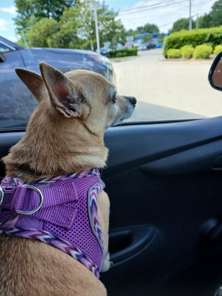ChiChiNDolly's tweet image. Happy Monday #zshq pals &amp;amp; friends.  This was me doing gas station zomb pawtrol today at lunch.  As you can C nothing 2 barky at but I was ready. RAAA!!!