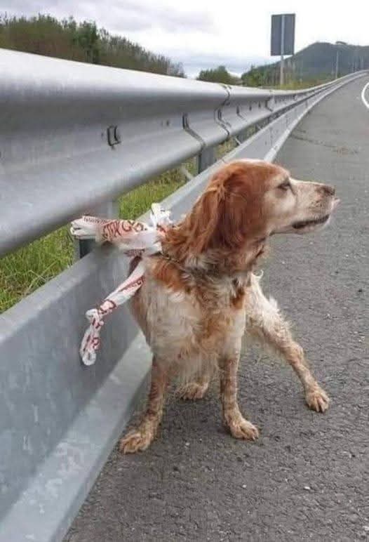 Adea Claude tweet media