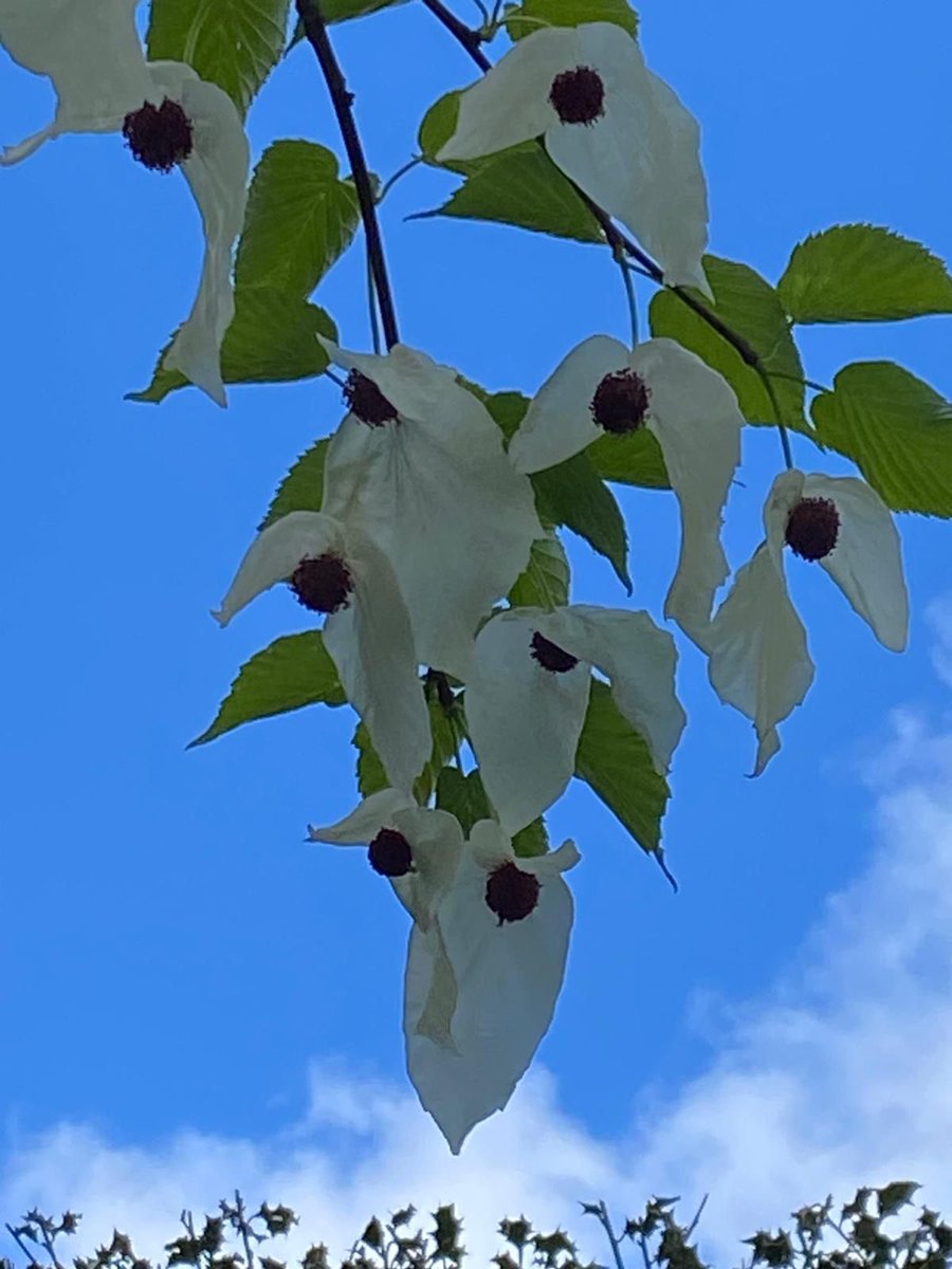 Dame Michy tweet media