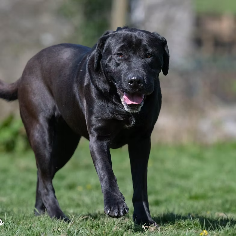 AdoptionsUk's tweet image. Please retweet to help Betty find a home #CARMARTHENSHIRE #WALES #UK 🐶❤️
Available for adoption, registered British charity✅
Details or apply below👇👇👇
westwalespoundies.org.uk/dogs/betty
Betty is a very pretty 3 year old Lab cross who arrived with us a few weeks ago. She came with a