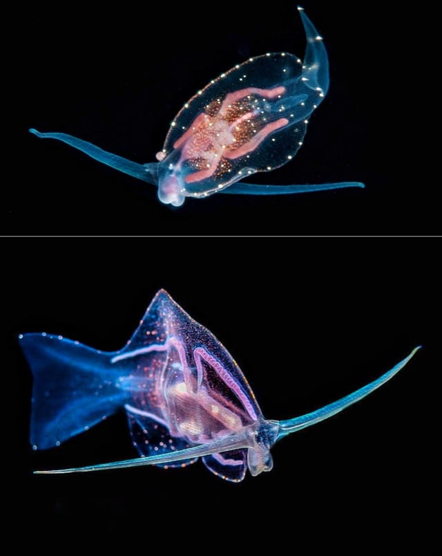 peri 🐝 tweet media