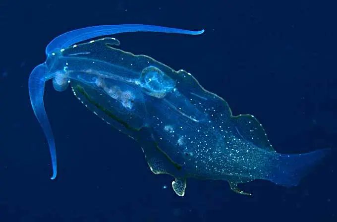 peri 🐝 tweet media