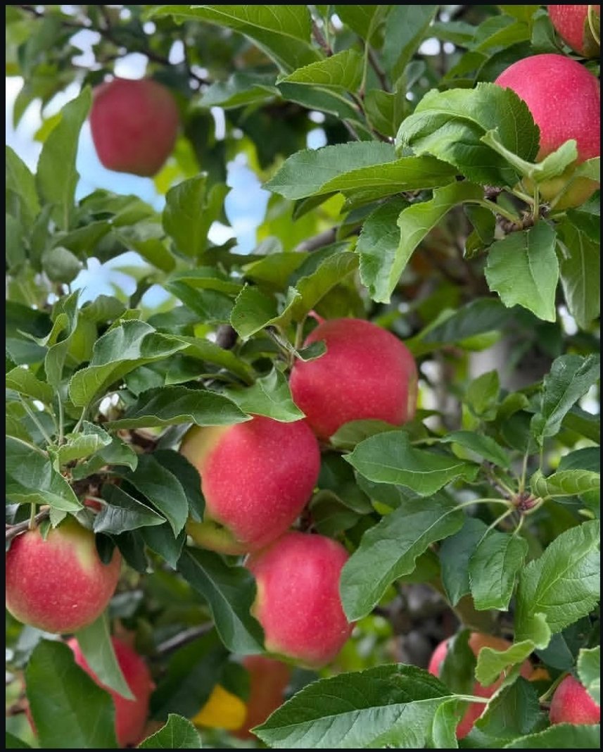 leyGomez_'s tweet photo. Apple and flower picking🍎🍏🌸🌷 https://t.co/wUvtV5pYOH