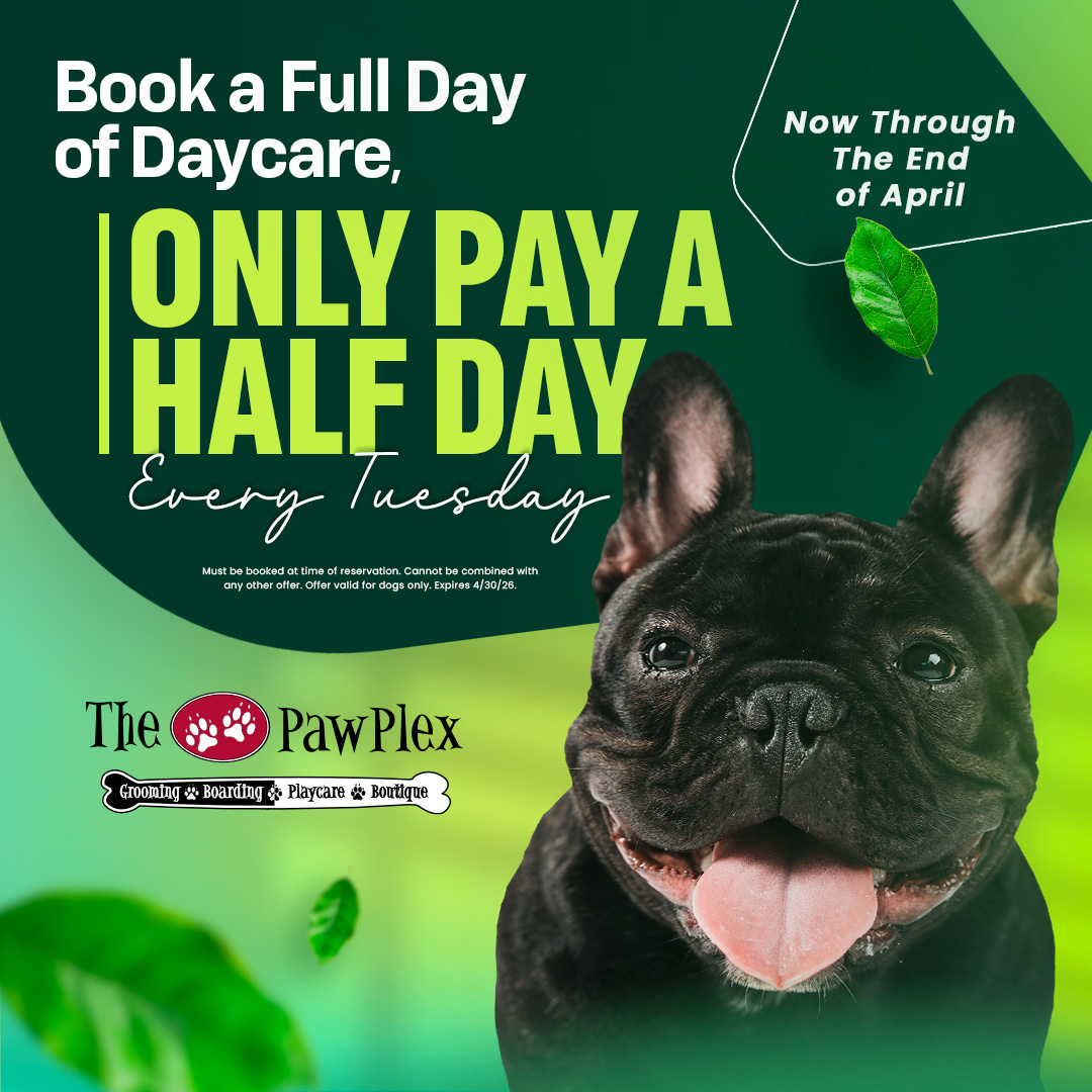 Tuesday Special: Get a full day of daycare and only pay for a half day