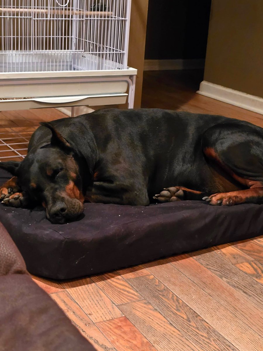 rhubard/xicor(multi-muse)(hiatus) tweet media