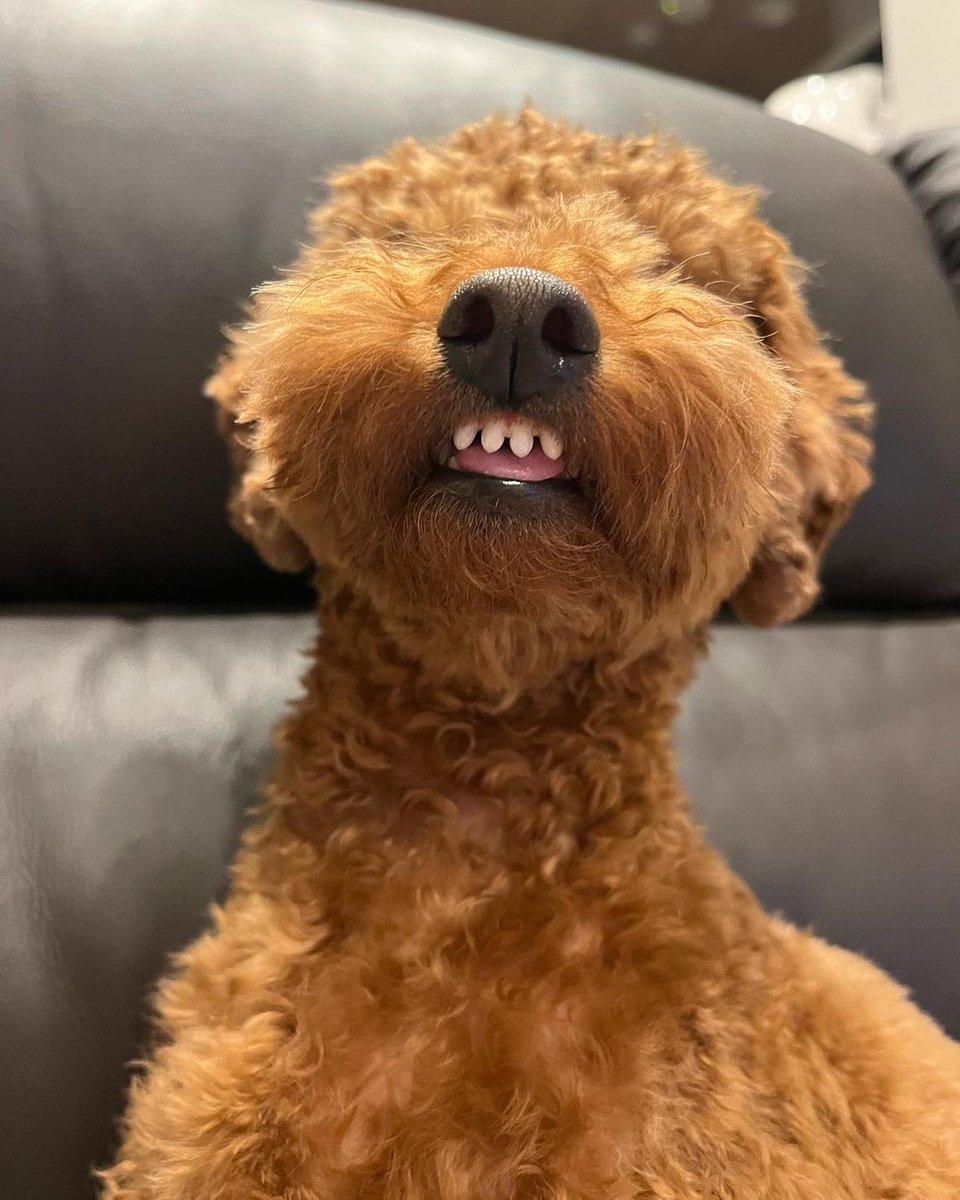 WeRateDogs tweet media