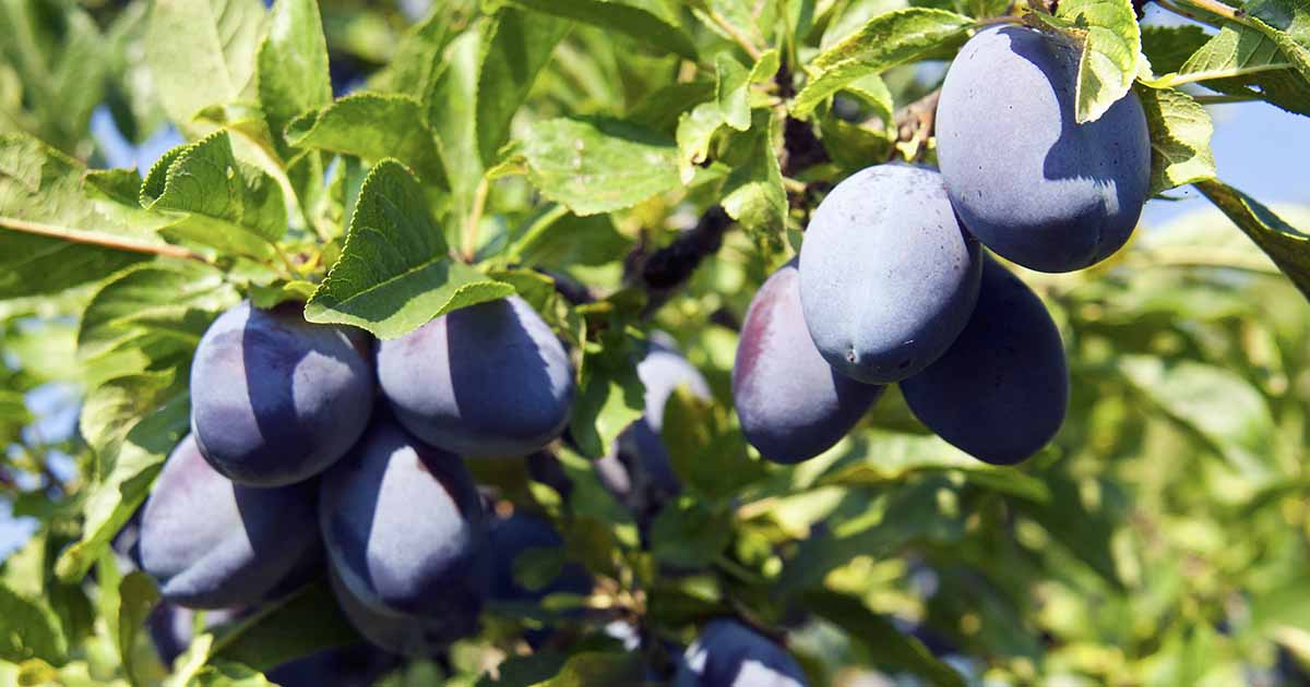 Gardeners_Path_'s tweet image. When and How to Fertilize Plum Trees - For an abundant harvest and healthy trees, it's important to fertilize your plums. Learn when and how to feed these fruit trees now on Gardener's Path. #gardening #growyourown #fruittrees gardenerspath.com/plants/fruit-t…