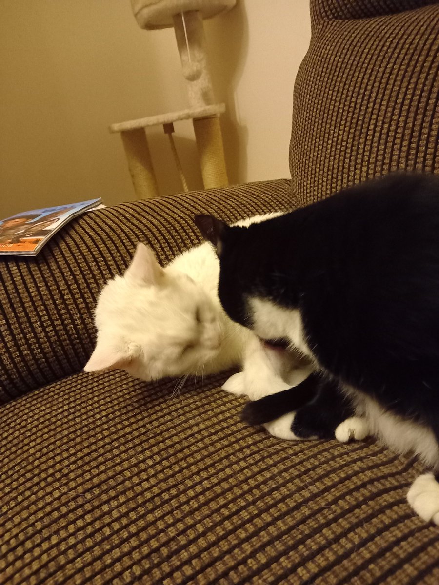 Steve🏳️‍🌈👽🖖🐱 tweet media