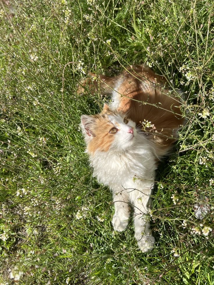 only aesthetic tweet media