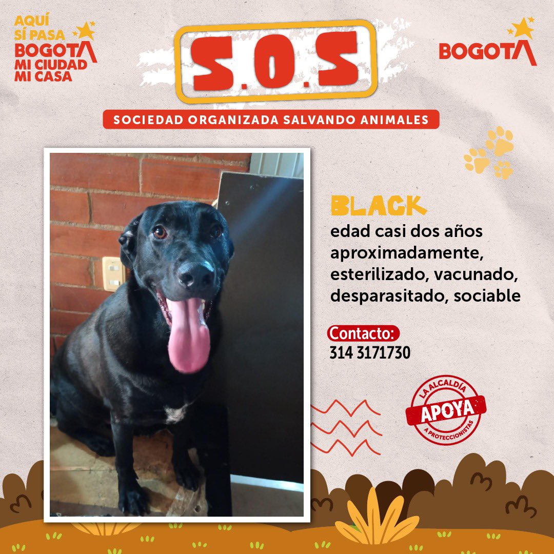Protección Animal Bogotá tweet media