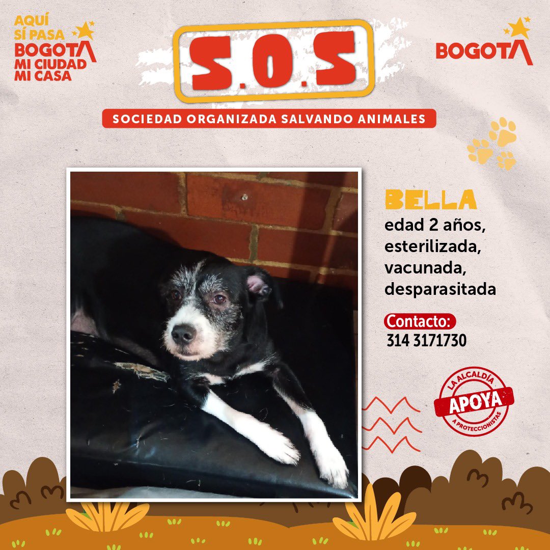#SOSAnimales Estos perritos están en refugios y fundaciones, y buscan familias que los amen y cuiden para toda la vida.🏡💕

…🧵