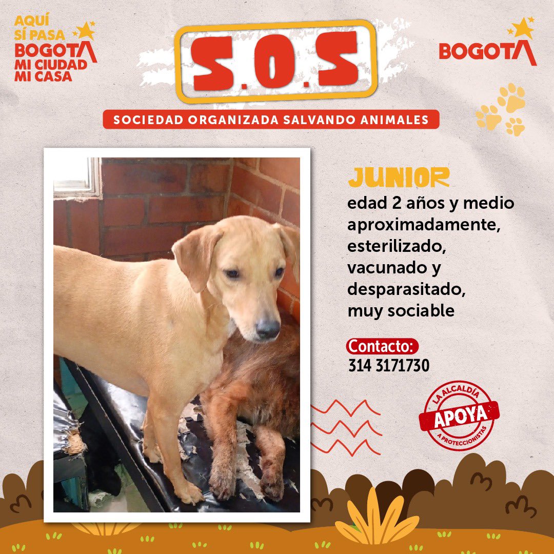 Protección Animal Bogotá tweet media