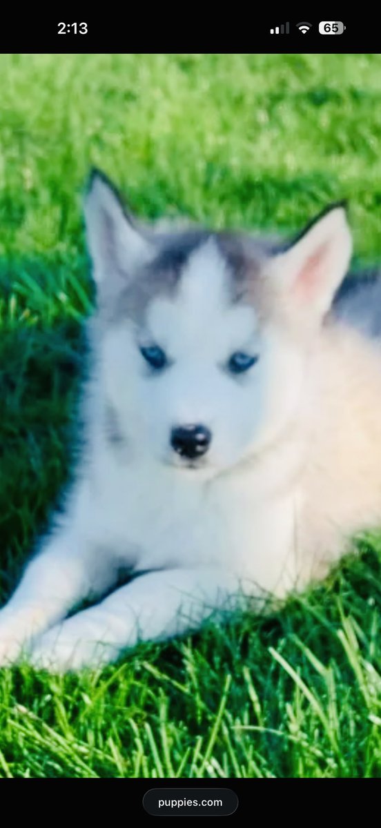 MAMAGwinn79's tweet photo. My new baby and our newest member of the Gwinn family❤️🐶Yukon Blue https://t.co/Zn5Kd3f0mx