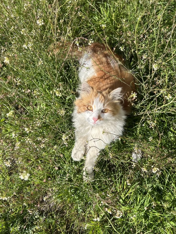 only aesthetic tweet media