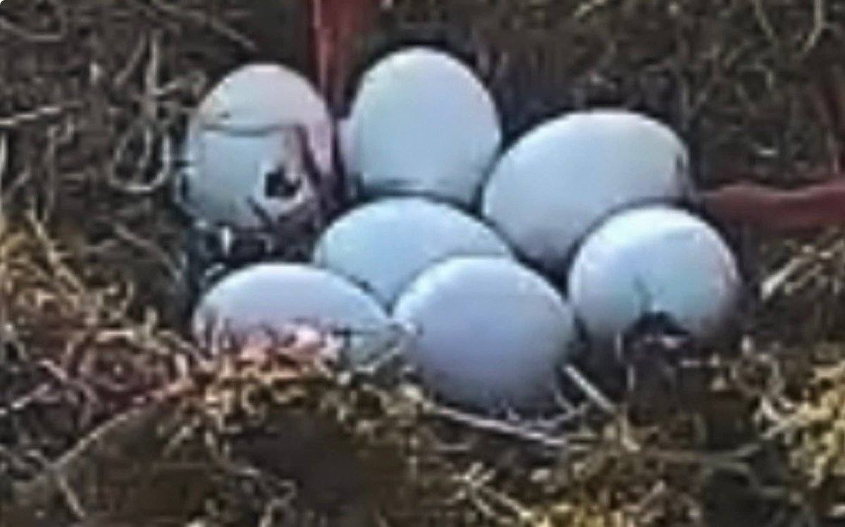 J'ai posté trop tôt  ... 
1er œuf percé pour notre couple de cigognes de Sarralbe 🐣❣️