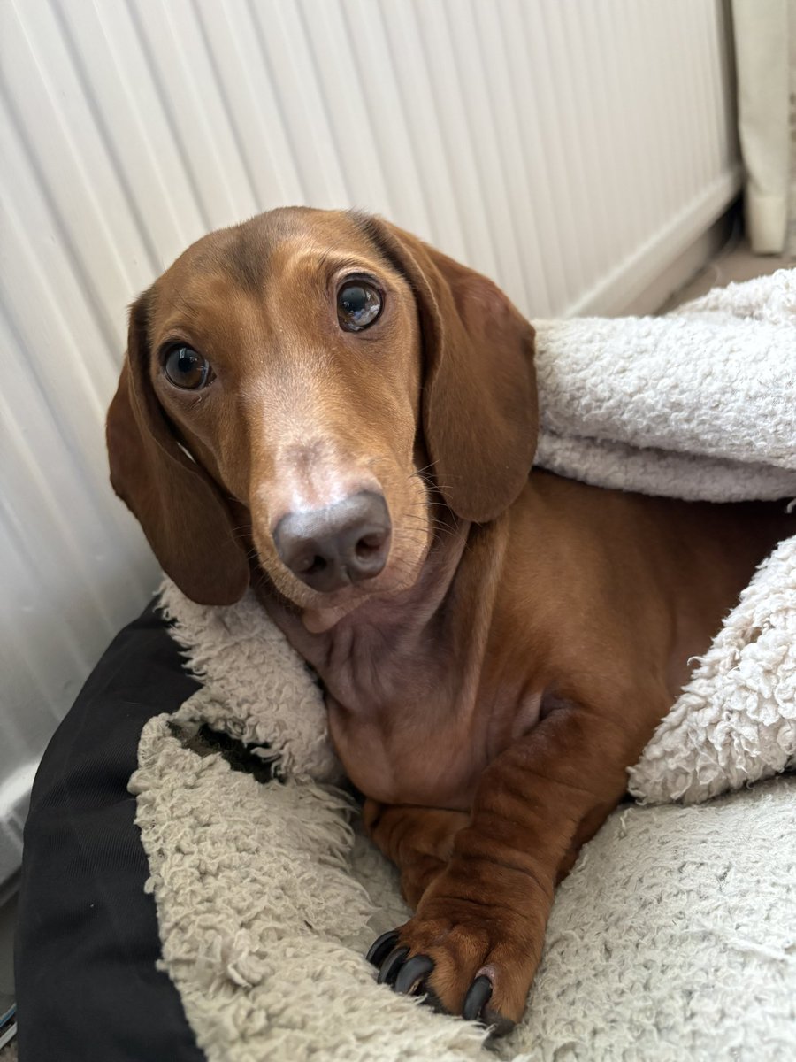 AdeleAndAndy's tweet photo. Oscar and his turkey neck would like to remind you that we are going live in just under 10 minutes on @kick &amp; @Twitch ! 8pm BST. Don’t be a stranger, come &amp; say hi!! https://t.co/Bq4cKwny4c