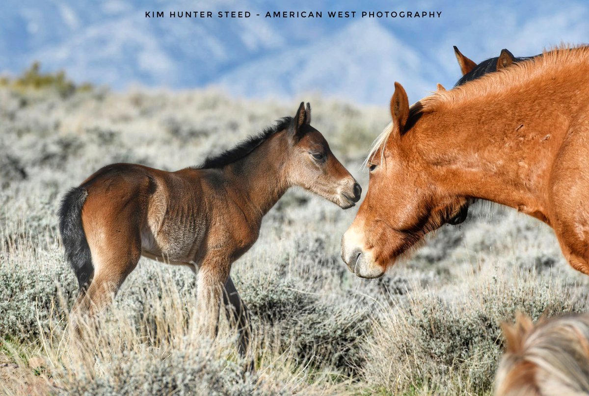 Visit Carson Valley tweet media