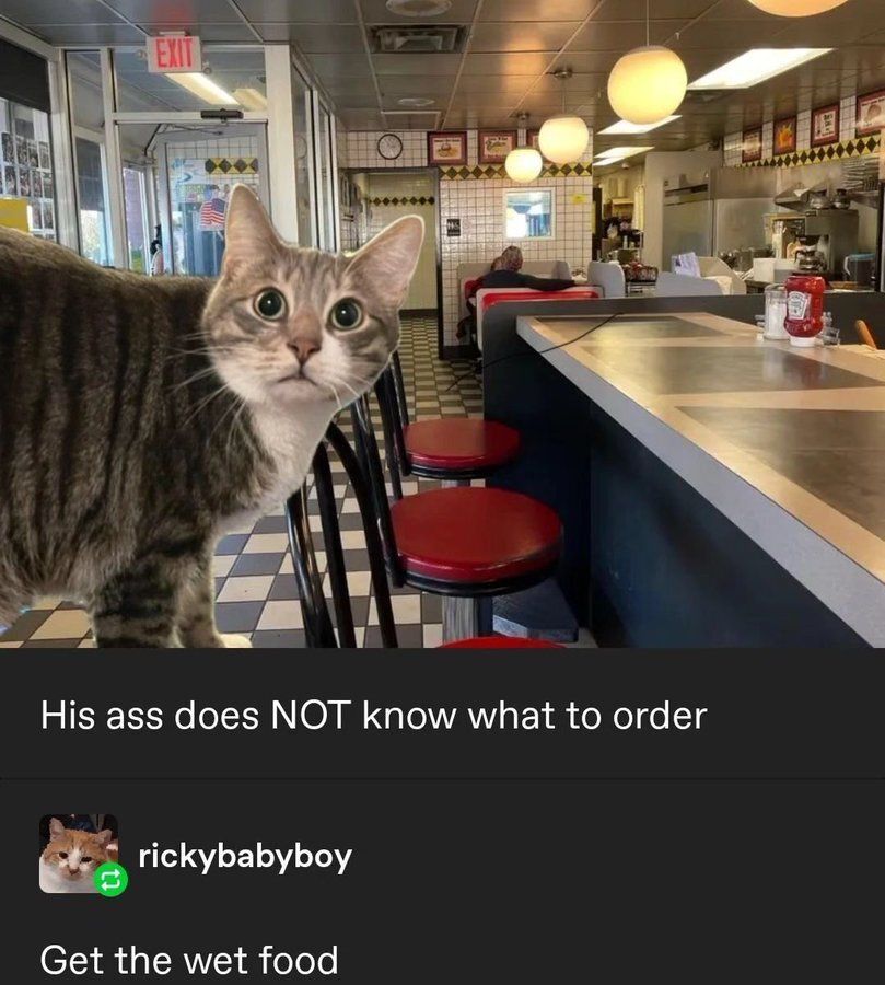 Tweets Of Cats tweet media