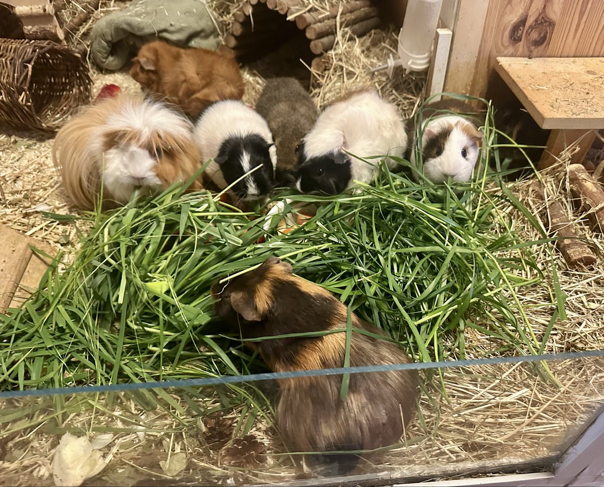 Anna Rebella, the woman, the myth, the legend tweet media