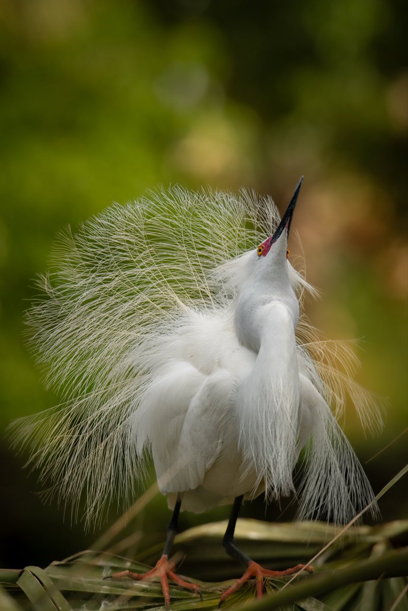 birdcrazed6's tweet image. The Snowy Egret (Egretta Thula) going all out and showing off his incredibly beautiful Nuptial plumage to a nearby female. 

#TwitterNatureCommunity #BirdsOfTwitter