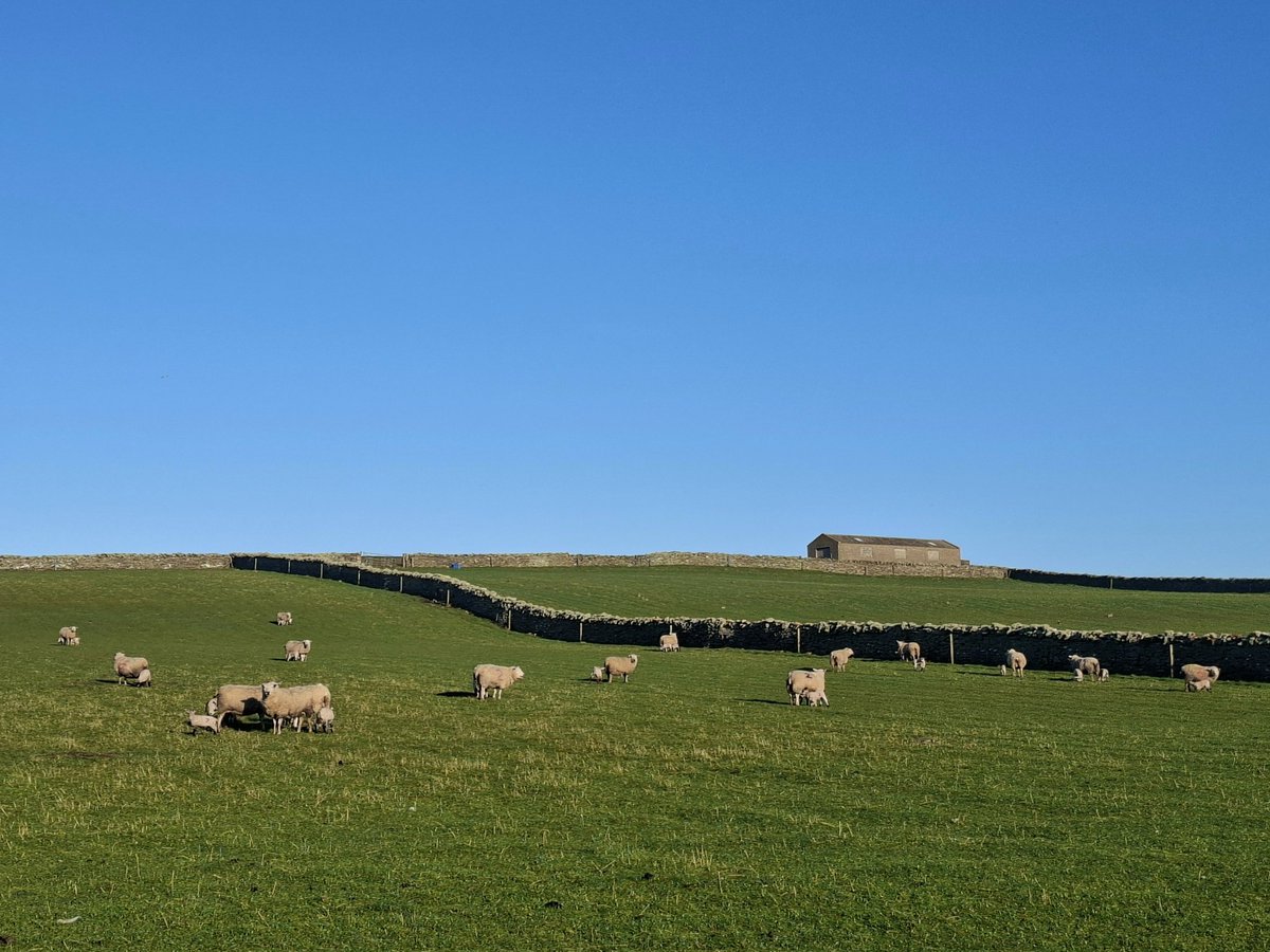 CatherineMMunro's tweet image. Spring evenings are such a joy #Shetland