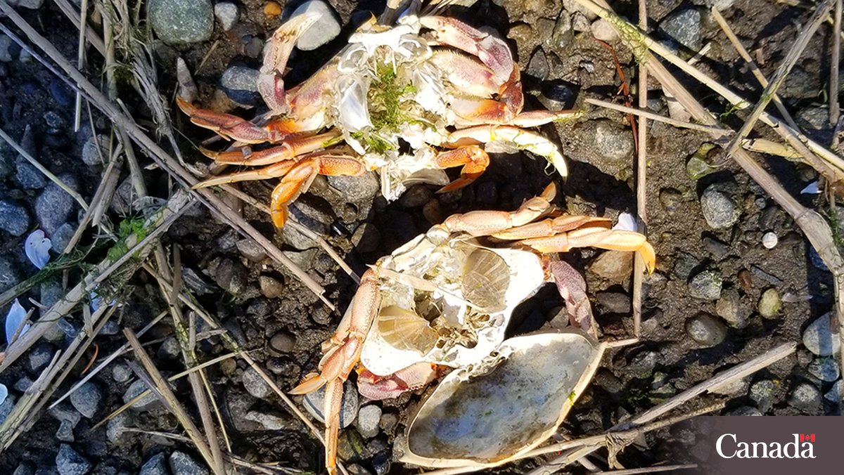 pechesportivecb's tweet image. Le #crabedormeur est en mue en Colombie-Britannique! 

Au printemps, ce crabe se défait de sa vieille carapace pour en former une nouvelle. Les carapaces abandonnées, souvent échouées sur la rive, peuvent être facilement prises pour des crabes morts.
ow.ly/BKNU50YMLjY