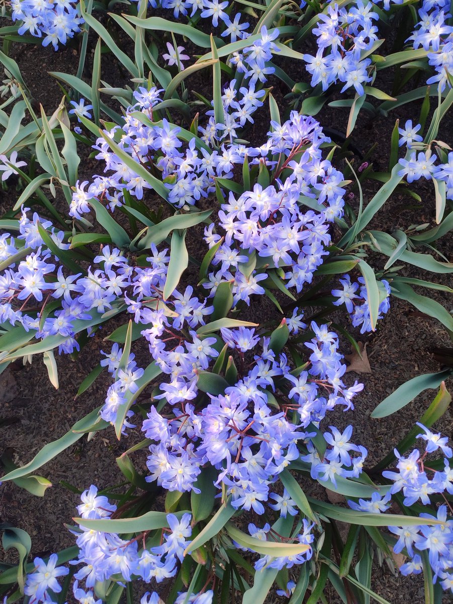 Nata27Best's tweet image. Happy new week. 🌸🌸🌸
#SpringVibes
#MyPhoto 
#Flowers 
#Gardening