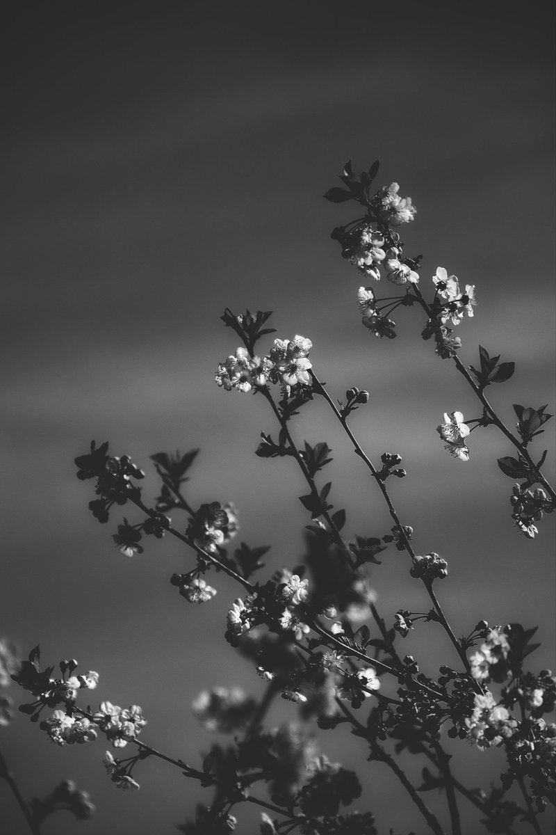 A_Sapphireh's tweet image. Of #shadow is the #score
that intones the #faint #song of #undaunted #spirits

✒️📸Aura S.