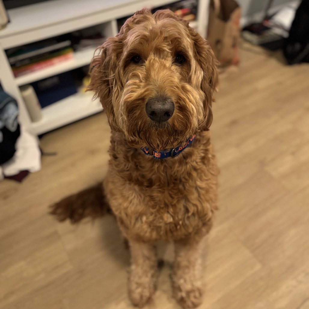 Ruff Start Rescue tweet media