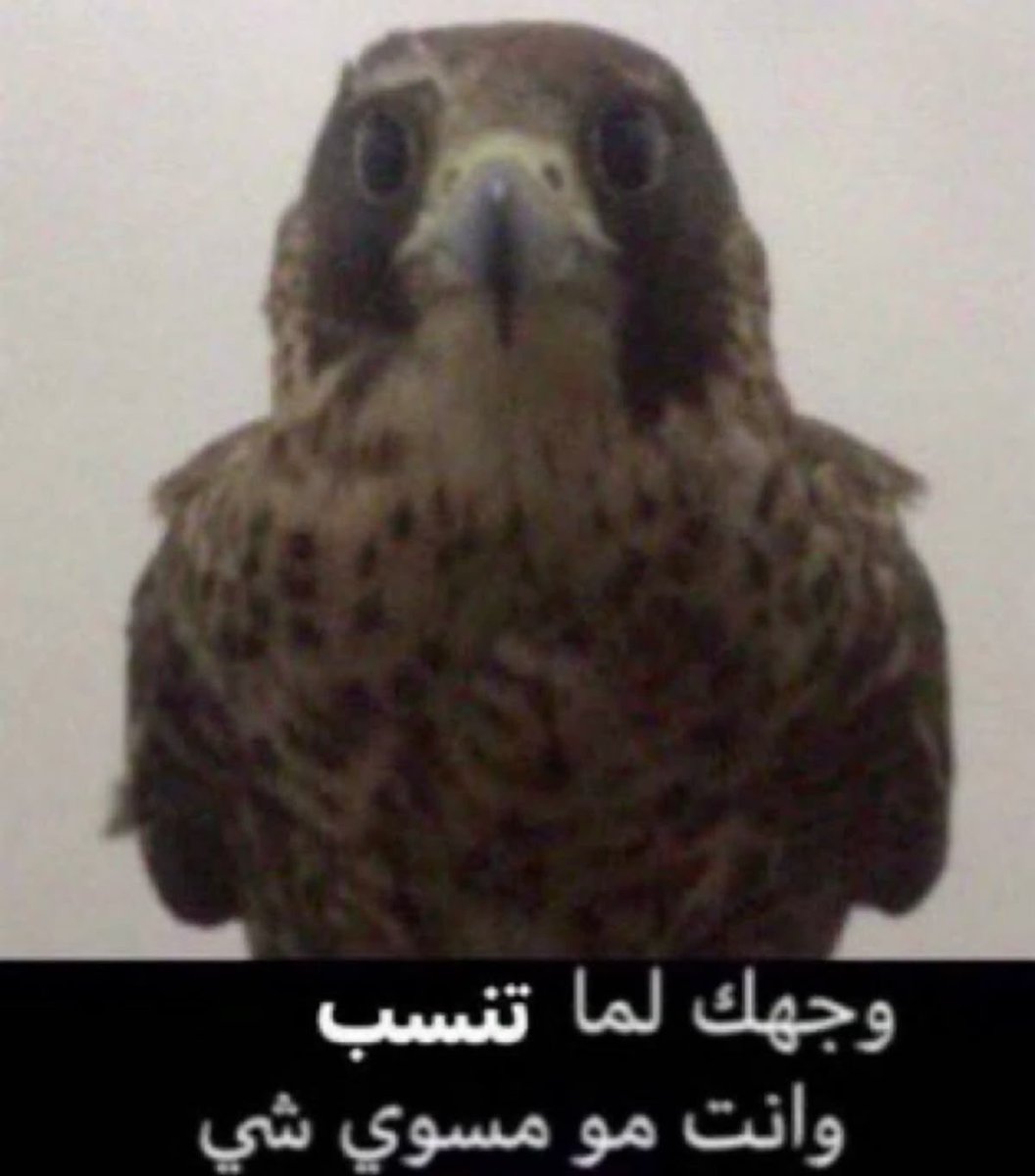 Y | 36 🏆 tweet media