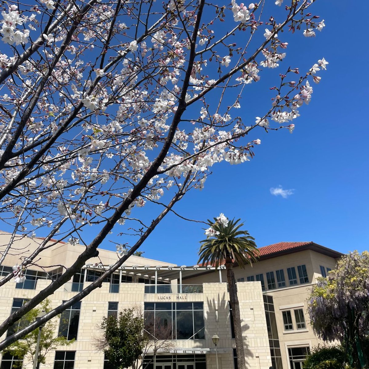 scubusiness's tweet image. Spring on campus just hits different! 🌸 🌴 

What's your favorite spot on campus during springtime? 

#Week4 #Spring2026 #SantaClaraLeavey