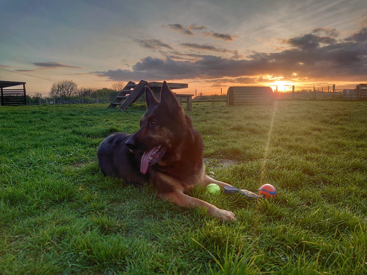 999WAGS's tweet photo. RPD Dixie carrying out end-of-day checks, helping her mum locking up the secure dog walking fields, and of course… enjoying tracking down the odd bit of lost property along the way!
8pm sunsets making it even better 🌅 https://t.co/Ne7236yyB7