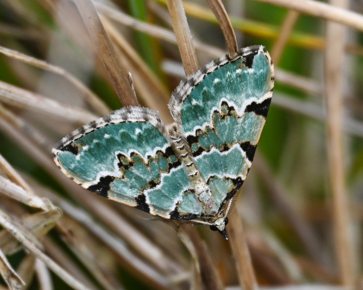 CactusFrankS's tweet image. Great first field trip of 2026 with @BCSouthWales to Merthyr Mawr NNR: we got at least 4 each of our target species, Grizzled Skipper and (male) Emperor moth. Dingy Skippers and a pristine Green Carpet were a nice bonus. @savebutterflies #MothsMatter #butterflies