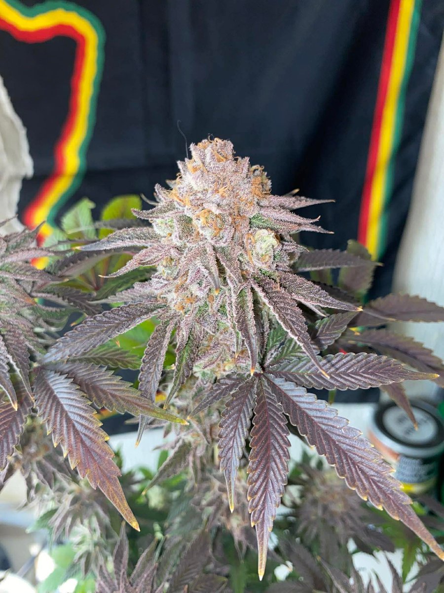 New Strain is being tested at the moment... Peachdropz 2.0 🍑 by the looks already she is a keeper! Soon more updates...suzyseeds.com/suzyseeds-afic…