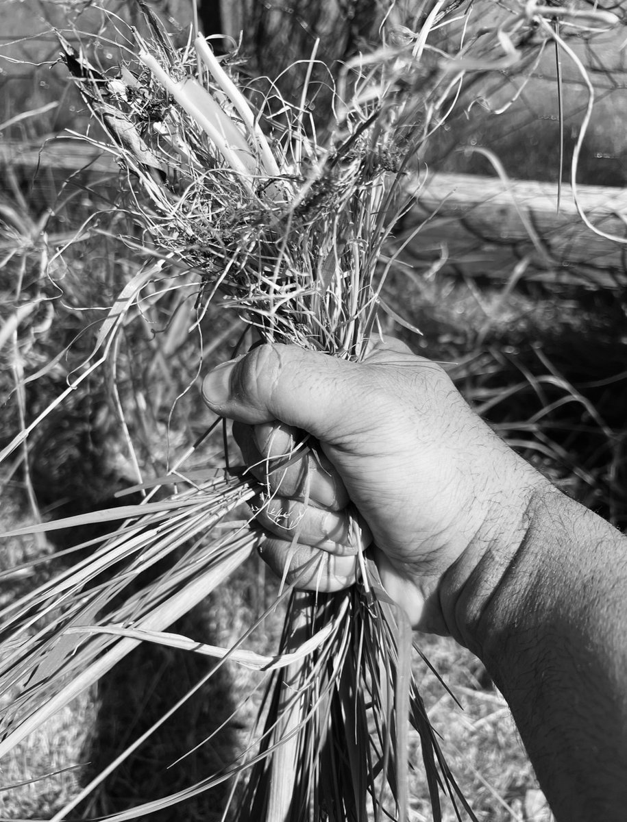 𝔄𝔫 𝔈𝔫𝔤𝔩𝔦𝔰𝔥 𝔙𝔞𝔪𝔭𝔦𝔯𝔢 tweet media