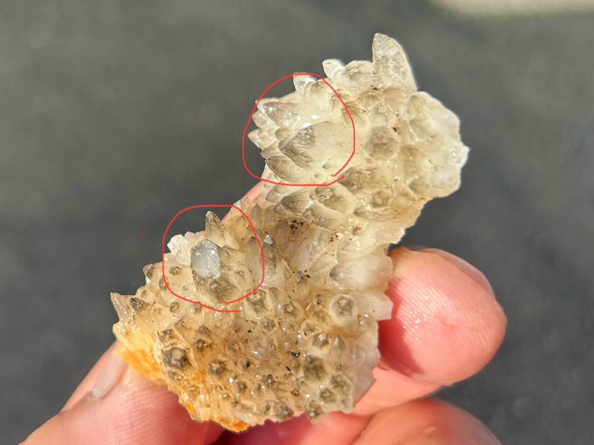 コアラのマーチ tweet media