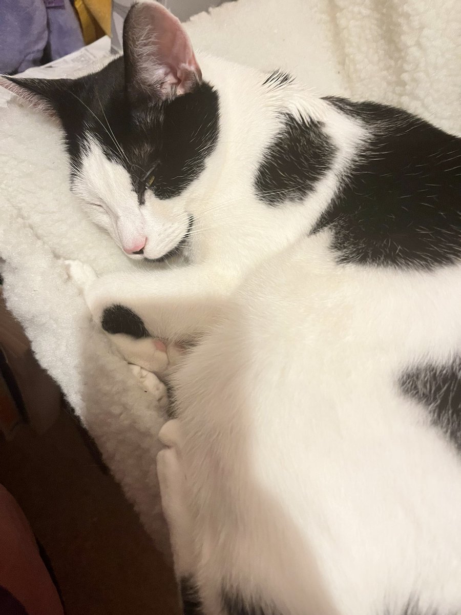 cara🌟 tweet media