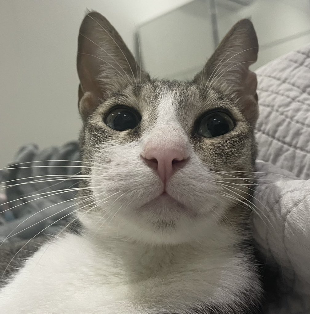 Rip (ACT 1 EP 7 | AK Spoilers = Block) tweet media